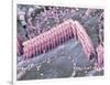 Inner Ear Hair Cells, SEM-Dr. David Furness-Framed Photographic Print