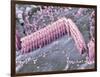 Inner Ear Hair Cells, SEM-Dr. David Furness-Framed Photographic Print