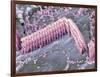 Inner Ear Hair Cells, SEM-Dr. David Furness-Framed Photographic Print