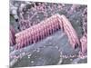 Inner Ear Hair Cells, SEM-Dr. David Furness-Mounted Photographic Print