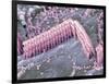 Inner Ear Hair Cells, SEM-Dr. David Furness-Framed Photographic Print