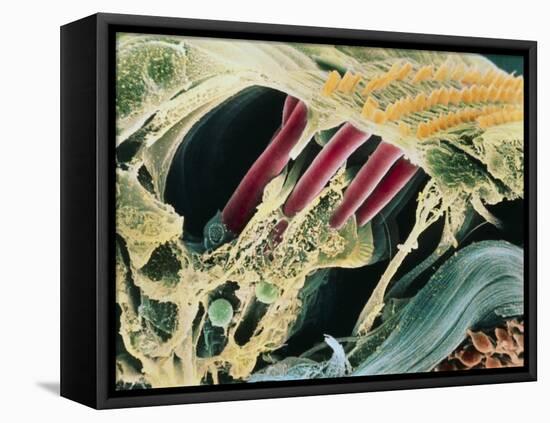 Inner Ear Organ of Corti-Dr. Goran Bredberg-Framed Stretched Canvas