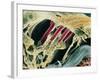 Inner Ear Organ of Corti-Dr. Goran Bredberg-Framed Photographic Print