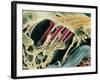 Inner Ear Organ of Corti-Dr. Goran Bredberg-Framed Photographic Print