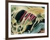 Inner Ear Organ of Corti-Dr. Goran Bredberg-Framed Photographic Print