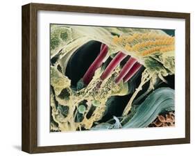 Inner Ear Organ of Corti-Dr. Goran Bredberg-Framed Photographic Print