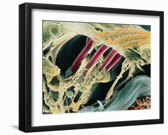 Inner Ear Organ of Corti-Dr. Goran Bredberg-Framed Photographic Print