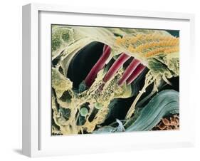 Inner Ear Organ of Corti-Dr. Goran Bredberg-Framed Photographic Print