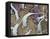 Inner Ear Sensory Cells, SEM-Steve Gschmeissner-Framed Stretched Canvas