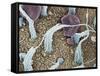 Inner Ear Sensory Cells, SEM-Steve Gschmeissner-Framed Stretched Canvas