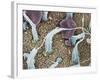 Inner Ear Sensory Cells, SEM-Steve Gschmeissner-Framed Photographic Print