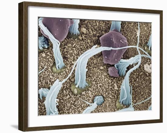 Inner Ear Sensory Cells, SEM-Steve Gschmeissner-Framed Photographic Print