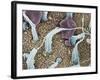 Inner Ear Sensory Cells, SEM-Steve Gschmeissner-Framed Photographic Print