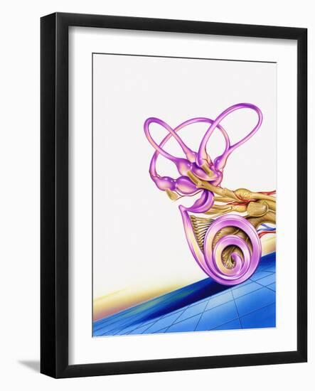 Inner Ear-John Bavosi-Framed Photographic Print