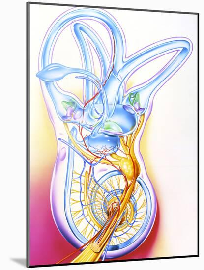 Inner Ear-John Bavosi-Mounted Photographic Print