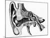 Inner Ear-Mehau Kulyk-Mounted Photographic Print