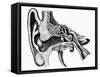 Inner Ear-Mehau Kulyk-Framed Stretched Canvas