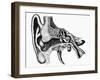 Inner Ear-Mehau Kulyk-Framed Photographic Print