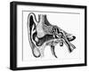 Inner Ear-Mehau Kulyk-Framed Photographic Print