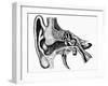 Inner Ear-Mehau Kulyk-Framed Photographic Print