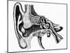 Inner Ear-Mehau Kulyk-Mounted Photographic Print