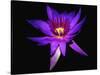 Inner Glowing Water Lily-George Oze-Stretched Canvas