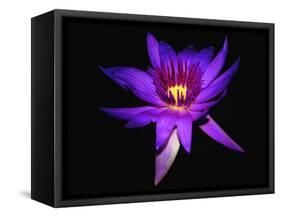 Inner Glowing Water Lily-George Oze-Framed Stretched Canvas