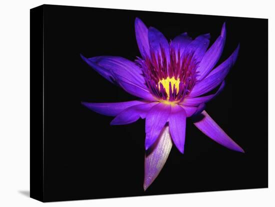 Inner Glowing Water Lily-George Oze-Stretched Canvas