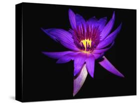 Inner Glowing Water Lily-George Oze-Stretched Canvas