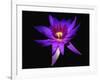 Inner Glowing Water Lily-George Oze-Framed Photographic Print