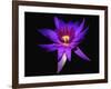 Inner Glowing Water Lily-George Oze-Framed Photographic Print