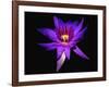 Inner Glowing Water Lily-George Oze-Framed Photographic Print