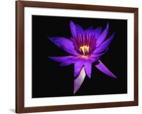 Inner Glowing Water Lily-George Oze-Framed Photographic Print