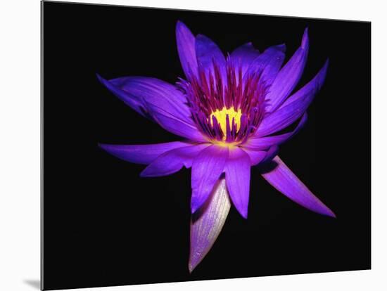 Inner Glowing Water Lily-George Oze-Mounted Photographic Print