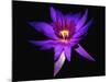 Inner Glowing Water Lily-George Oze-Mounted Photographic Print