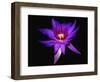 Inner Glowing Water Lily-George Oze-Framed Photographic Print
