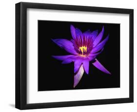 Inner Glowing Water Lily-George Oze-Framed Photographic Print