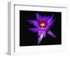 Inner Glowing Water Lily-George Oze-Framed Photographic Print