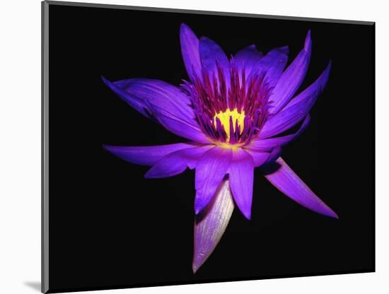 Inner Glowing Water Lily-George Oze-Mounted Photographic Print