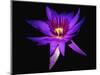 Inner Glowing Water Lily-George Oze-Mounted Photographic Print