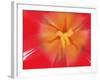 Inner Heart Of Red Tulip-Charles Bowman-Framed Photographic Print