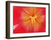 Inner Heart Of Red Tulip-Charles Bowman-Framed Photographic Print