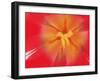 Inner Heart Of Red Tulip-Charles Bowman-Framed Premium Photographic Print