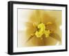 Inner Heart Of Yellow Tulip-Charles Bowman-Framed Photographic Print