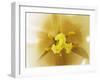 Inner Heart Of Yellow Tulip-Charles Bowman-Framed Photographic Print