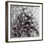 Inner Space-Joseph Eta-Framed Giclee Print