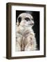 Inquisitive Meerkat on the Lookout-Paul Banton-Framed Photographic Print