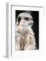 Inquisitive Meerkat on the Lookout-Paul Banton-Framed Photographic Print