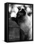 Inquisitive Siamese-Thomas Fall-Framed Stretched Canvas