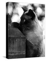 Inquisitive Siamese-Thomas Fall-Stretched Canvas